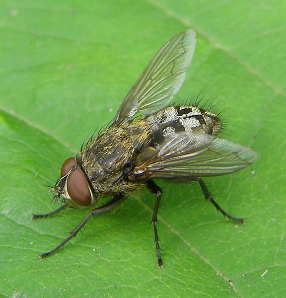 How to Get Rid of a Cluster Fly Infestation
